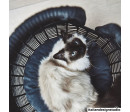 Perla